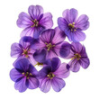 © Baharudin - Aubrieta Purple Rock Cress, transparent background, isolated image, generative AI