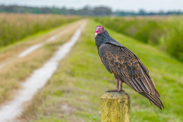 A vulture is sitting near the road