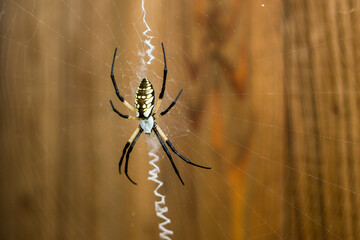 spider on a web
