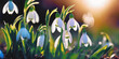Forest plant background. Early spring flower. First white snowdrop bloom. March nature garden. Bud macro close up. new life. april color beauty. cold day leaf drop. green grass grow. easter sun light.