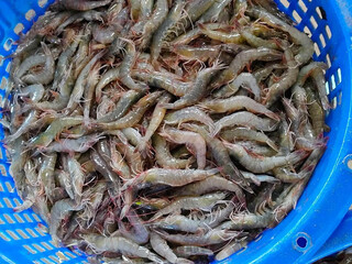 Canvas Print - fresh shrimp on the market