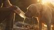 Dog drinking water from plastic bottle. Pet owner takes care of his labrador retriever during hot sunny day. : Generative AI