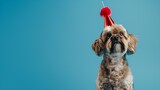 Fototapeta  - Cute dog celebrating with red pary hat and blow-out against a blue background and copy space to side : Generative AI