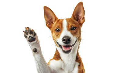 Adorable brown and white basenji dog smiling and giving a high five isolated on white : Generative AI