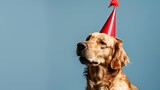 Fototapeta  - Cute dog celebrating with red pary hat and blow-out against a blue background and copy space to side : Generative AI