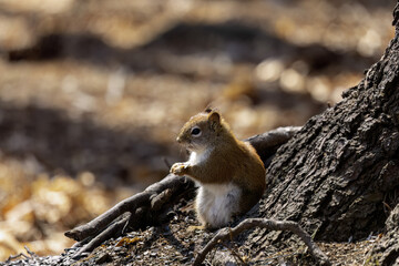 Canvas Print - American red squirrel (Tamiasciurus hudsonicus) known as the pine squirrel, North American red squirrel and chickaree.