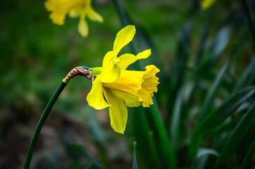 Wall Mural - Yellow daffodils on a green lawn. Floriculture.