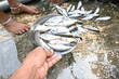 Indian woman hand cleaning fish. Rohu fish. It is a species of fish of the carp family. its other names rui fish, roho labeo, Labeo rohita.