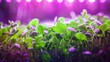 Cultivating microgreens indoors using purple LED illumination in a specialized farming setup.
