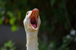 © Ricky - silly goose face with open beak honking close up photo