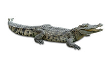 Crocodile Isolated On White Background ,include Clipping Path
