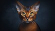 Abyssinians cat on a dark background, copy space - generative ai