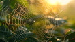 A close-up of a dewdrop on a spider web, reflecting the morning sun and the green leaves behind it.