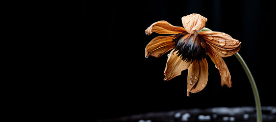 A drooping flower on black background