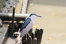 Black-crowned Night-heron (Nycticorax Nycticorax) Perching Beside River