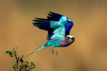 Wall Mural - Lilac-breasted roller with catchlight flying from bush