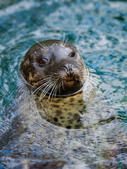 Wall Mural - fur seal stands on its hind legs at the bottom of the sea