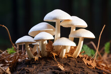 A Group Of White Wild Mushrooms Thriving On A Forest Floor, Surrounded By Dry Autumn Leaves.