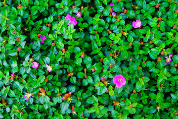 Wall Mural - pink flowers on the green leaves background. top view, flat lay.