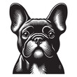 French Bulldog.  Beautiful vintage engraving illustration, emblem, icon, logo, sketch. Black lines, cut out, png
