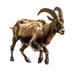 Wall Mural - Ibex in motion isolated on transparent or white background
