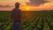Farmer guy walk through vegetables at sunset. Agronomist work in open field. Agriculture of organic crops. Man watch at his green land plants. Growing food at plantation. Healthy eco products concept.