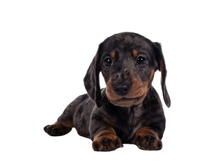 Leinwandbilder - Cute dachshund aka teckel pup, laying down facing front. Looking curious into camera. Isolated cutout on transparent background.