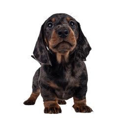 Leinwandbilder - Cute dachshund aka teckel pup, standing facing front. Looking curious into camera. Isolated cutout on transparent background.