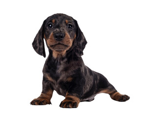 Fototapete - Cute dachshund aka teckel pup, sitting facing front. Looking curious into camera. Isolated cutout on transparent background.
