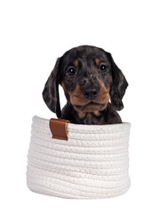 Leinwandbilder - Cute dachshund aka teckel pup, sitting in little white knitted basket. Looking curious into camera. Isolated cutout on transparent background.