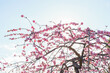 2月に満開を迎えた神戸岡本の梅林公演の様々な品種の梅。