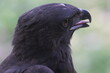 bird, eagle, ictinaetus malaiensis, black eagle, ictinaetus malaiensis