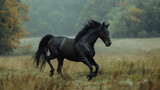 Fototapeta Konie - black horse