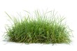 © Fotograf - A pile of green grass sitting on top of a white surface. Suitable for various nature and gardening concepts