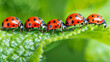 Ladybugs on the leaf