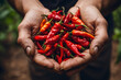 Close up of red hot Chilies isolated on hand. Hand holding a handful of fresh harvested red hot peppers. Chili cook herbal ingredients. Chilies in hand against natural background. Selective Focus.