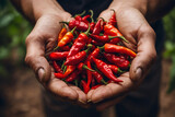 Fototapeta  - Close up of red hot Chilies isolated on hand. Hand holding a handful of fresh harvested red hot peppers. Chili cook herbal ingredients. Chilies in hand against natural background. Selective Focus.