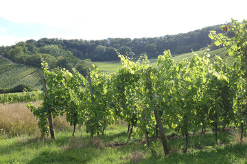 Sticker - Vignes au Luxembourg, Village de Rémich