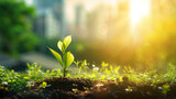 Fototapeta  - Morning sun shines to the seedling are growing from the rich soil with blurred building background. Development, ESG, Credit Carbon, Green business and sustainability investment concept.