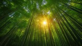Fototapeta Sypialnia - Tranquil Bamboo Forest with Sunlight Filtering Through: A serene bamboo forest with sunlight filtering through the dense foliage, creating a calming atmosphere.