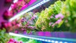 By harnessing LED lighting vertical farming turns the dream of year round local produce into reality even in the densest urban environments