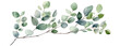 Green eucalyptus leaves stem twig wreath hand drawn.