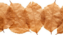 Close-up Detail Of A Dry, Brown Leaf Isolated Against A Stark White Background