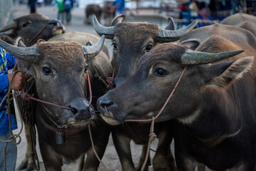 Wall Mural - THAILAND CHONBURI MUEANG BUFFALO RACE FESTIVAL