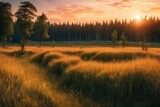 Fototapeta Uliczki - sunset in the forest