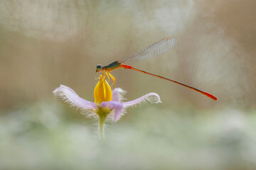 Wall Mural - Damselfly in  Nature Art Place