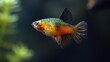 © GoLyaf - Platy on black background in the aquarium