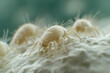 Dust mites that cling to fabric cause allergies.