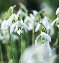 Wall Mural - Beautiful close-up of a galanthus nivalis flower