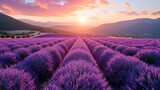 Fototapeta Kwiaty - Panoramic view of lavender field at sunset